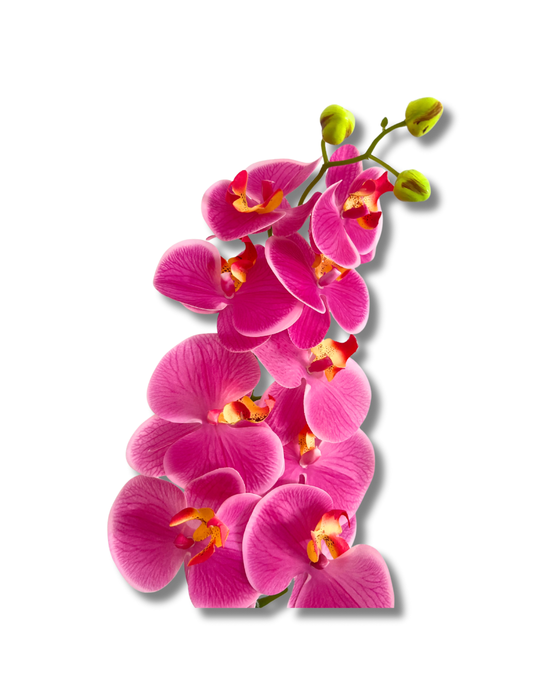 Hot Pink Orchid