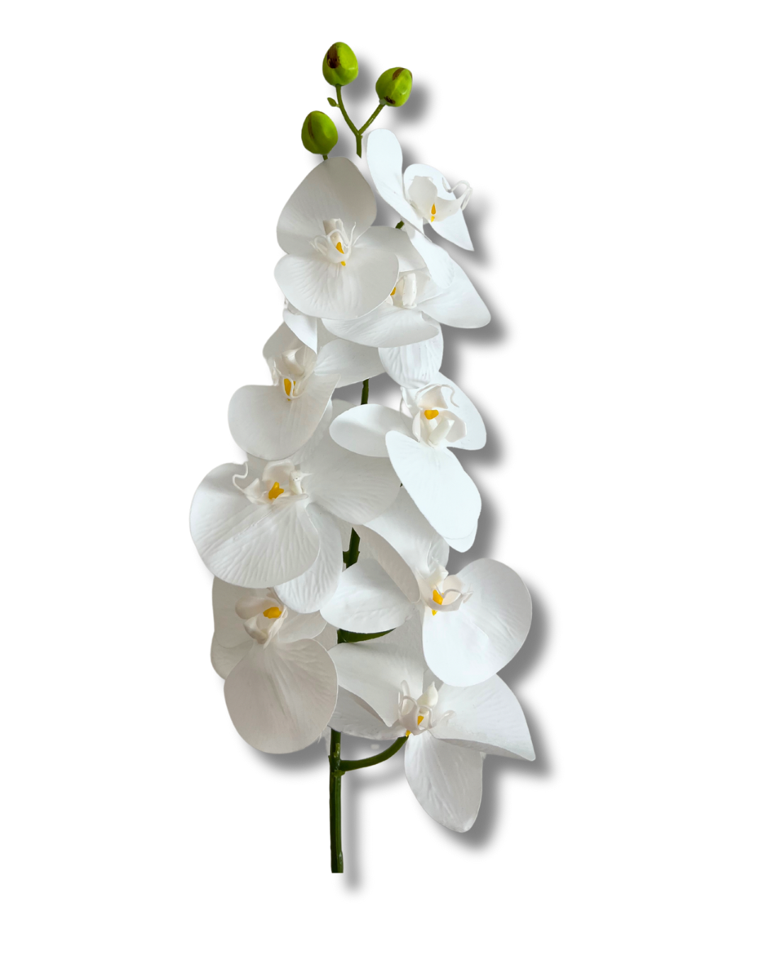 White Orchid