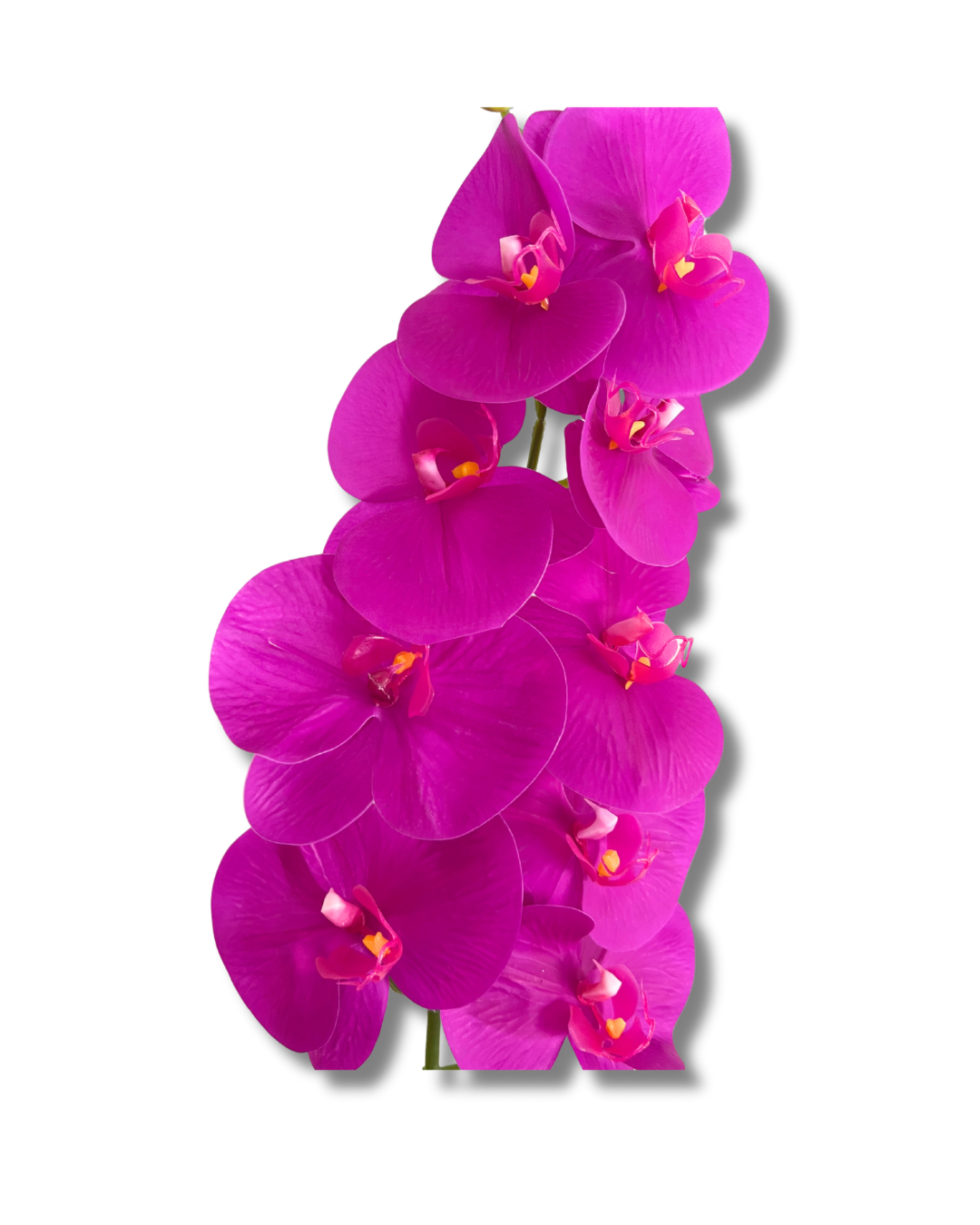 Dark Purple Orchid