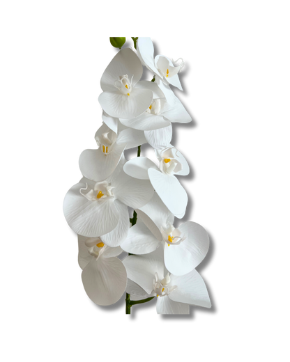 White Orchid