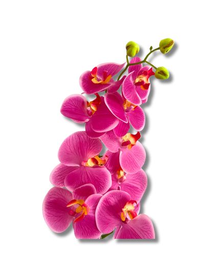 Hot Pink Orchid