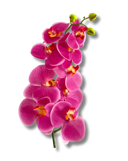 Hot Pink Orchid