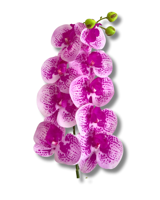 Spotty Purple Orchid