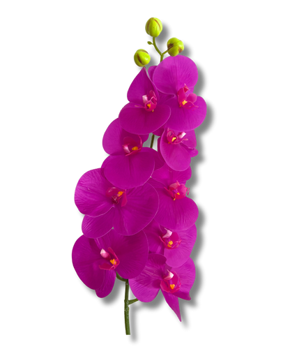 Dark Purple Orchid