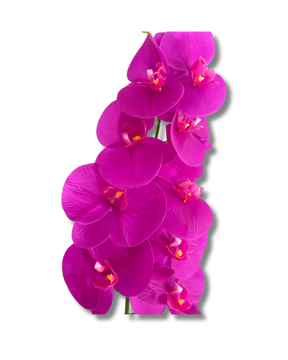 Dark Purple Orchid